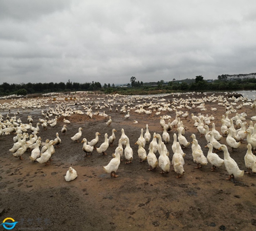 【机构调研记录】国海富兰克林基金调研骄成超声、安井食品等3只个股（附名单）完美体育入口