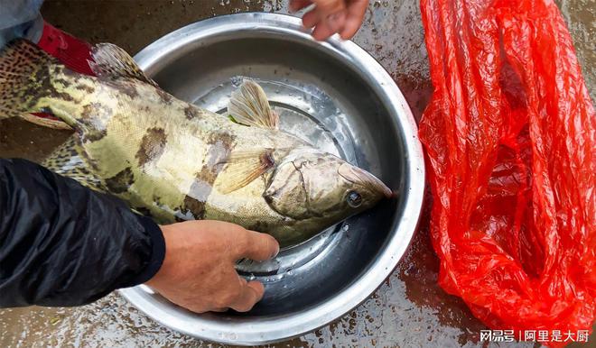 我国哪里的鳜鱼最好吃？中国十大有名鳜鱼产地你的家乡上榜了吗(图13)