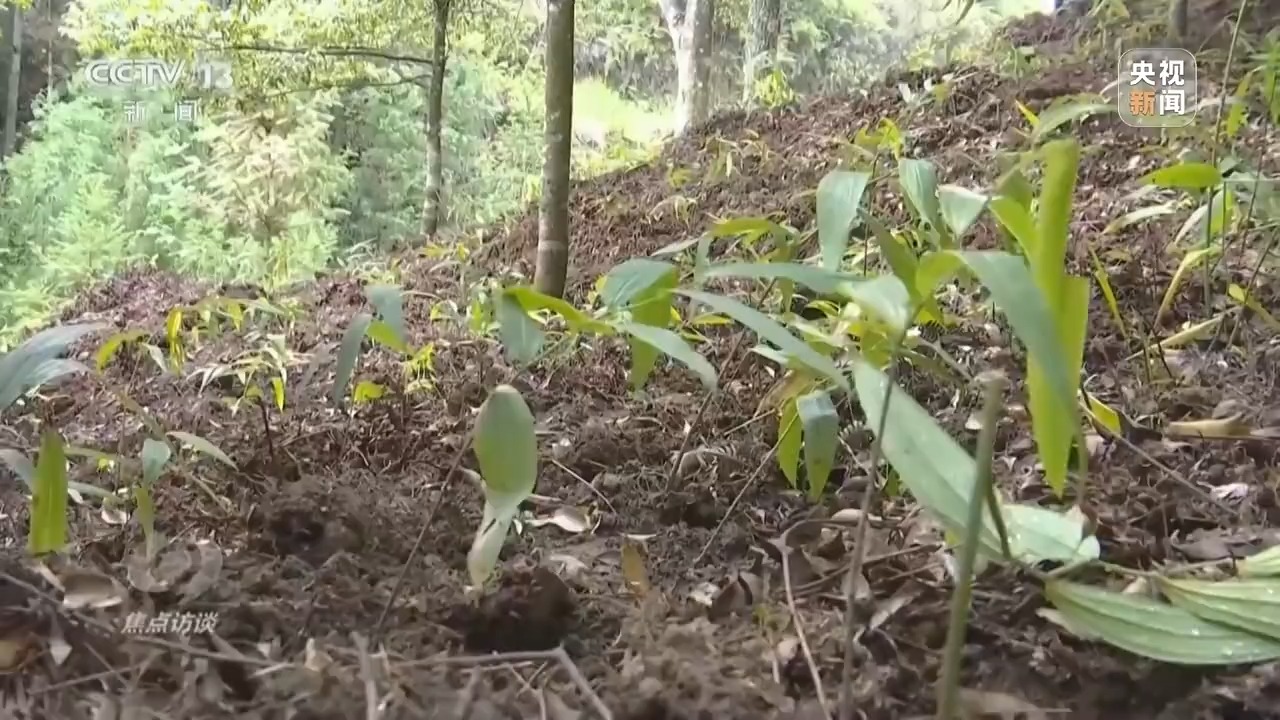 焦点访谈丨“海上牧场”“森林粮库”大食物观让人们吃饱又吃好(图9)