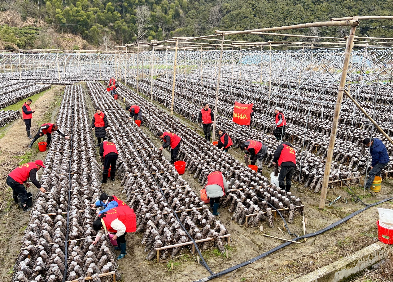 祁门县：强化管理筑牢食用林产品安全堤坝(图1)